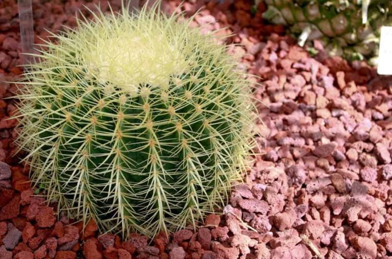 How to Grow the Golden Barrel Cactus