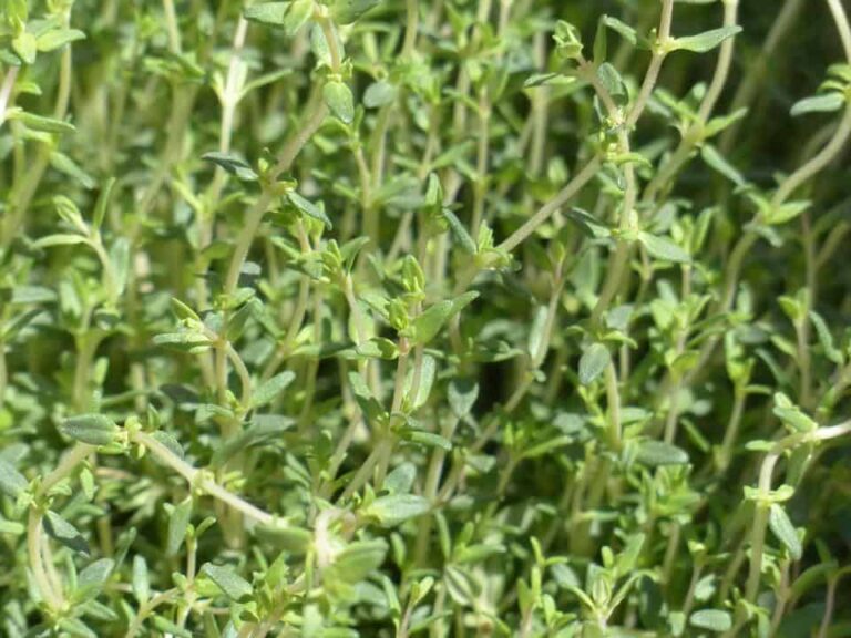 It’s Time to Learn About Growing Thyme