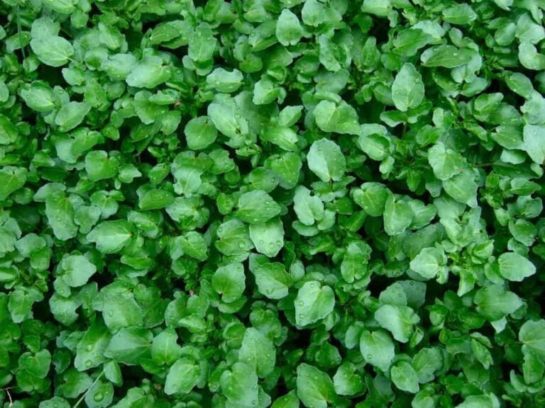 Quick Tips for Growing Watercress