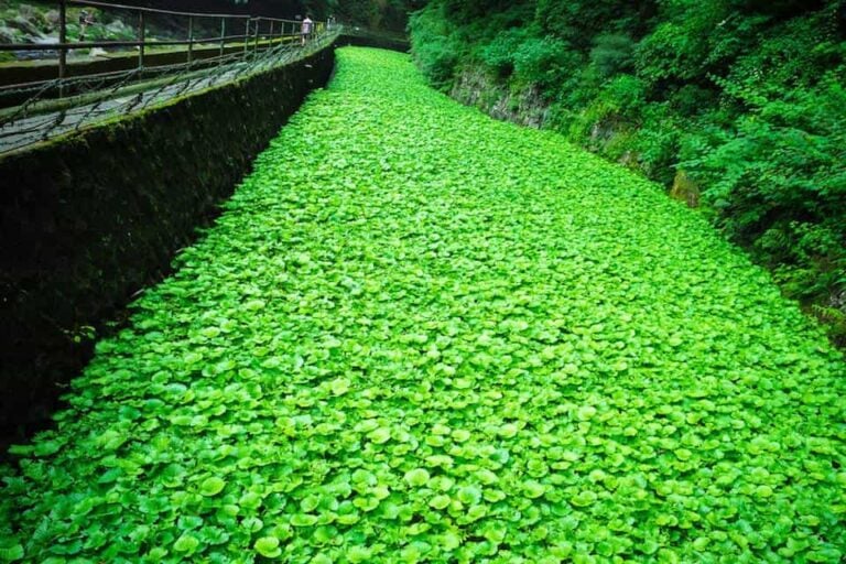 Heat Up Your Garden by Growing Wasabi