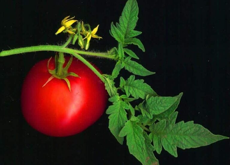 Our Primer on Types of Tomatoes