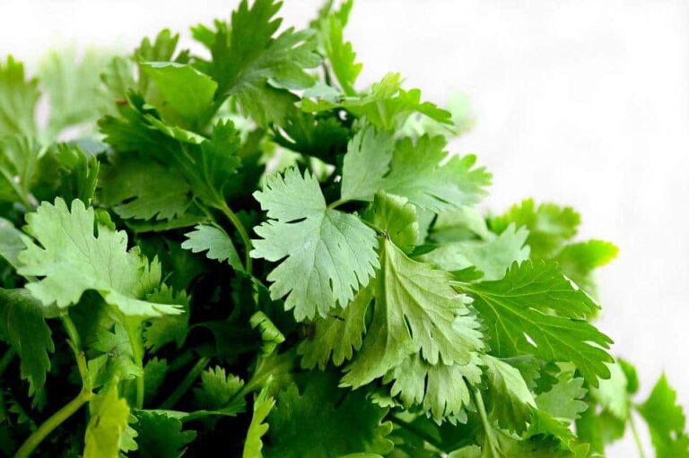 Growing Cilantro Faster and More Effectively