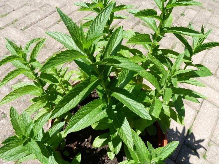 Freshen Your Garden By Growing Peppermint