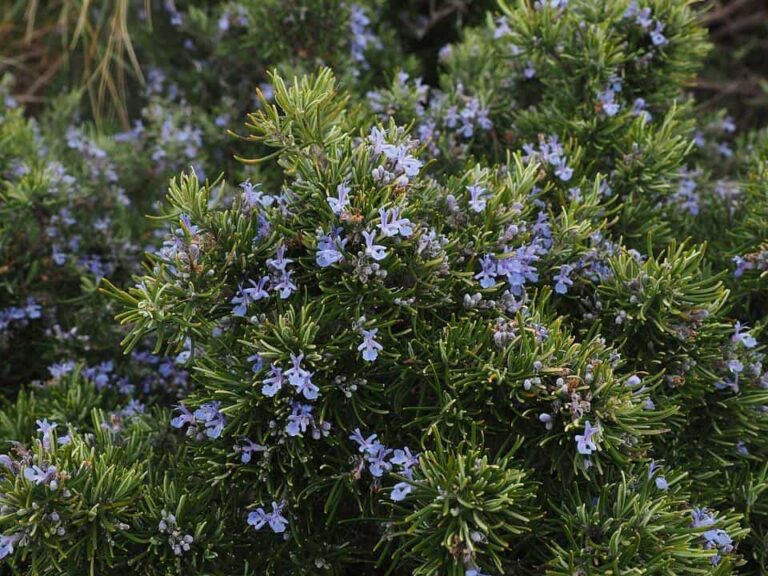 Efficiently Growing Rosemary In Your Herb Garden
