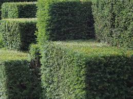 simple garden hedges
