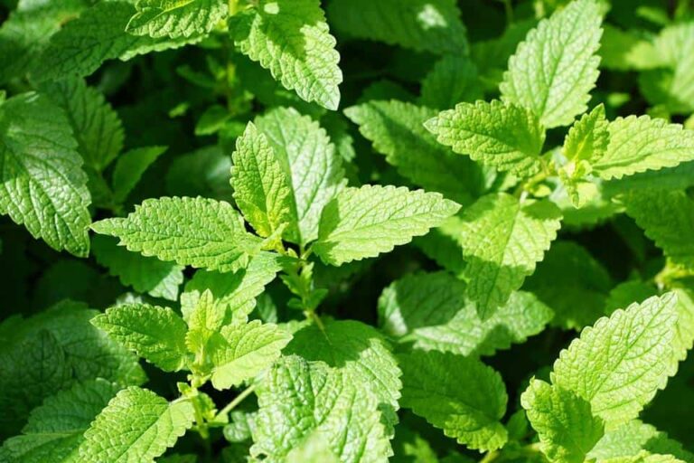 How to Start Growing Mint