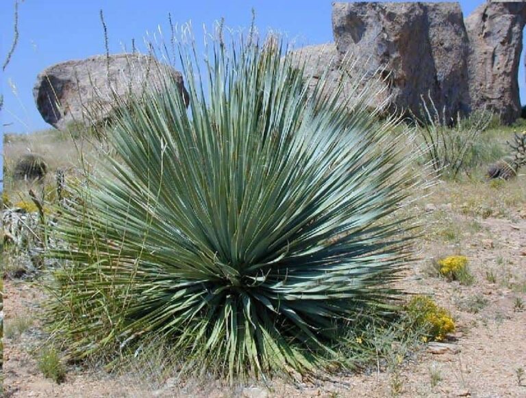 Yucca Plant Care Tips & Growing Advice