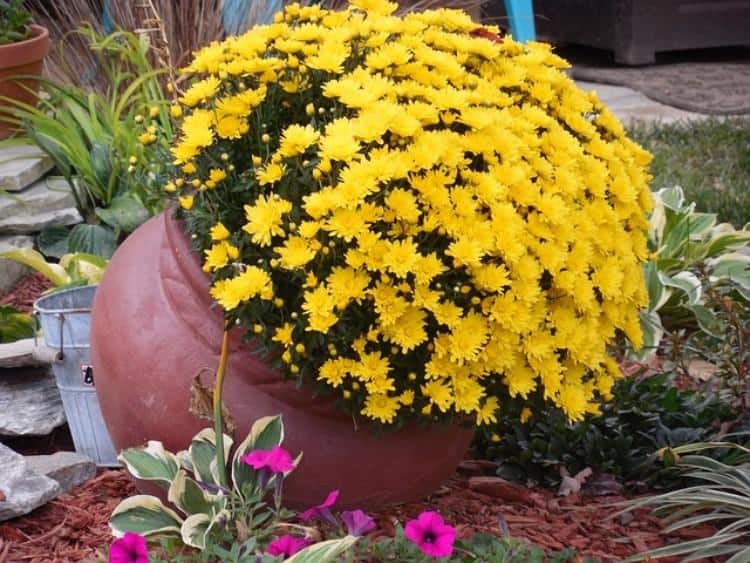 Keep Your Plants Cool With Fall Container Gardening