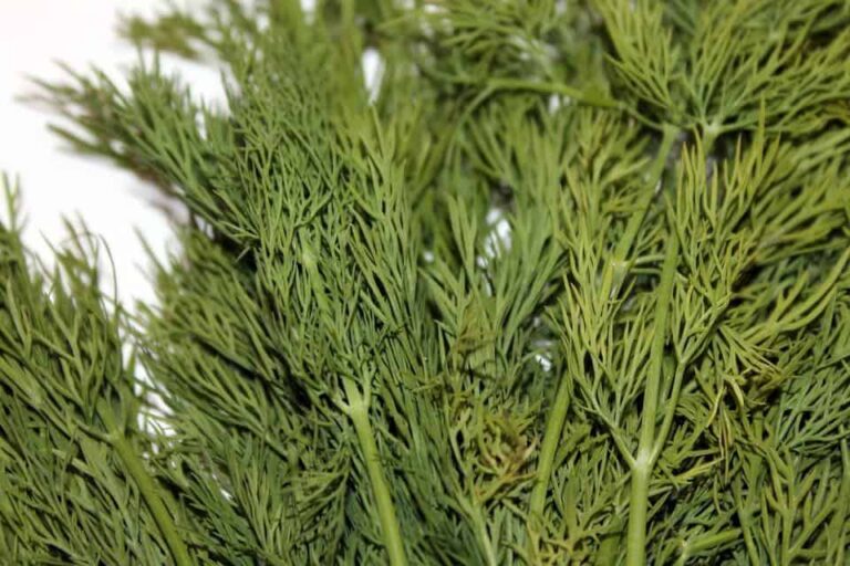 Growing Dill In Your Herb Garden: A Primer