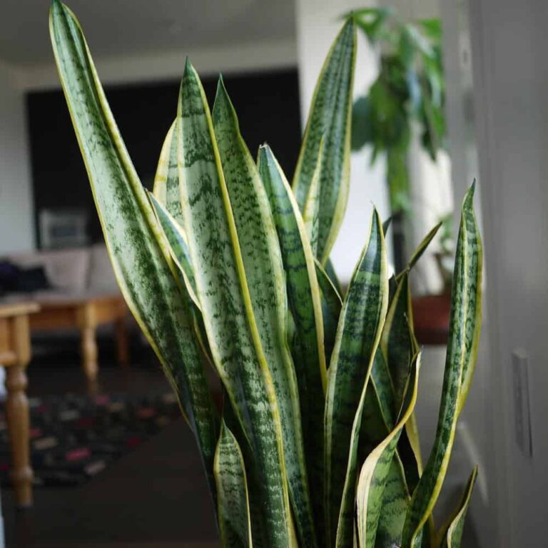 Learn How to Care for the Mother in Laws Tongue (Snake Plant)