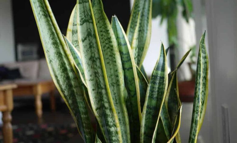 Learn How to Care for the Mother-in-Law's Tongue (Snake Plant ...