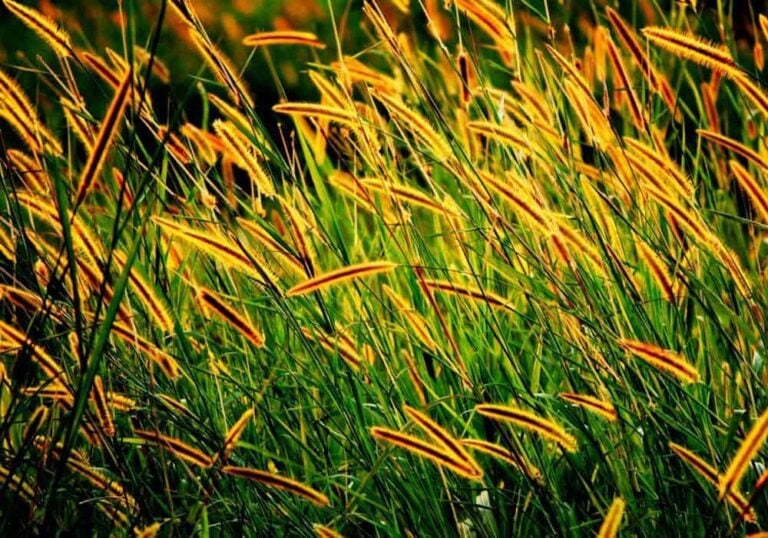 Our Guide to the Best Grass Seed Brands