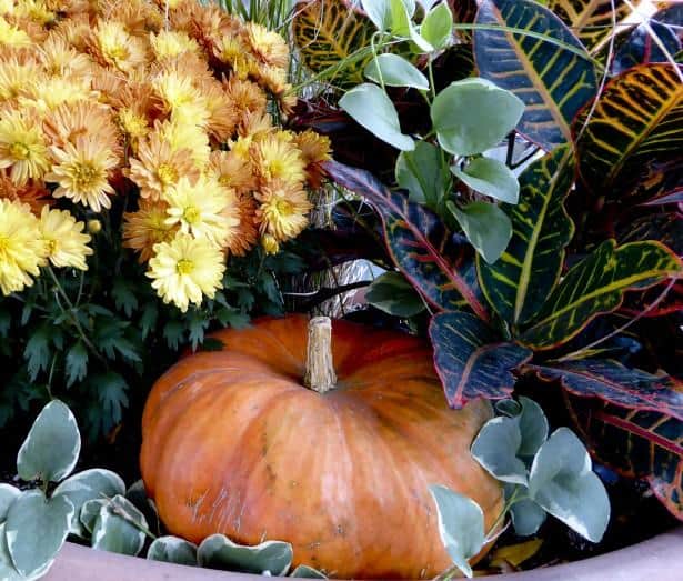 Enjoy the Season With These Fall Planter Ideas
