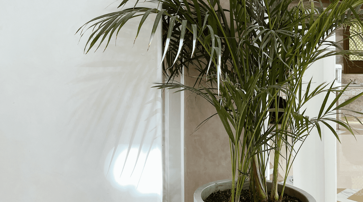 indoor palm tree