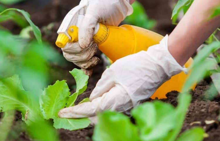 Best Insecticide For Your Vegetable Garden