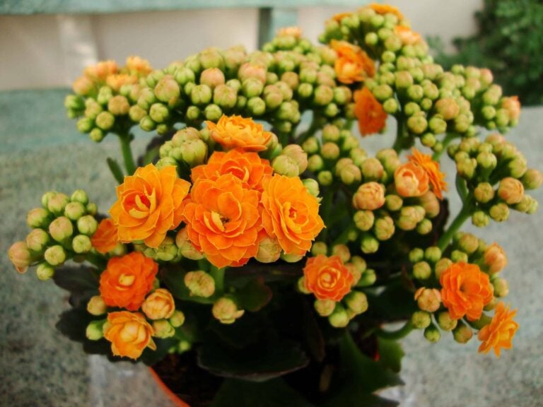 How to Properly Care for Kalanchoe