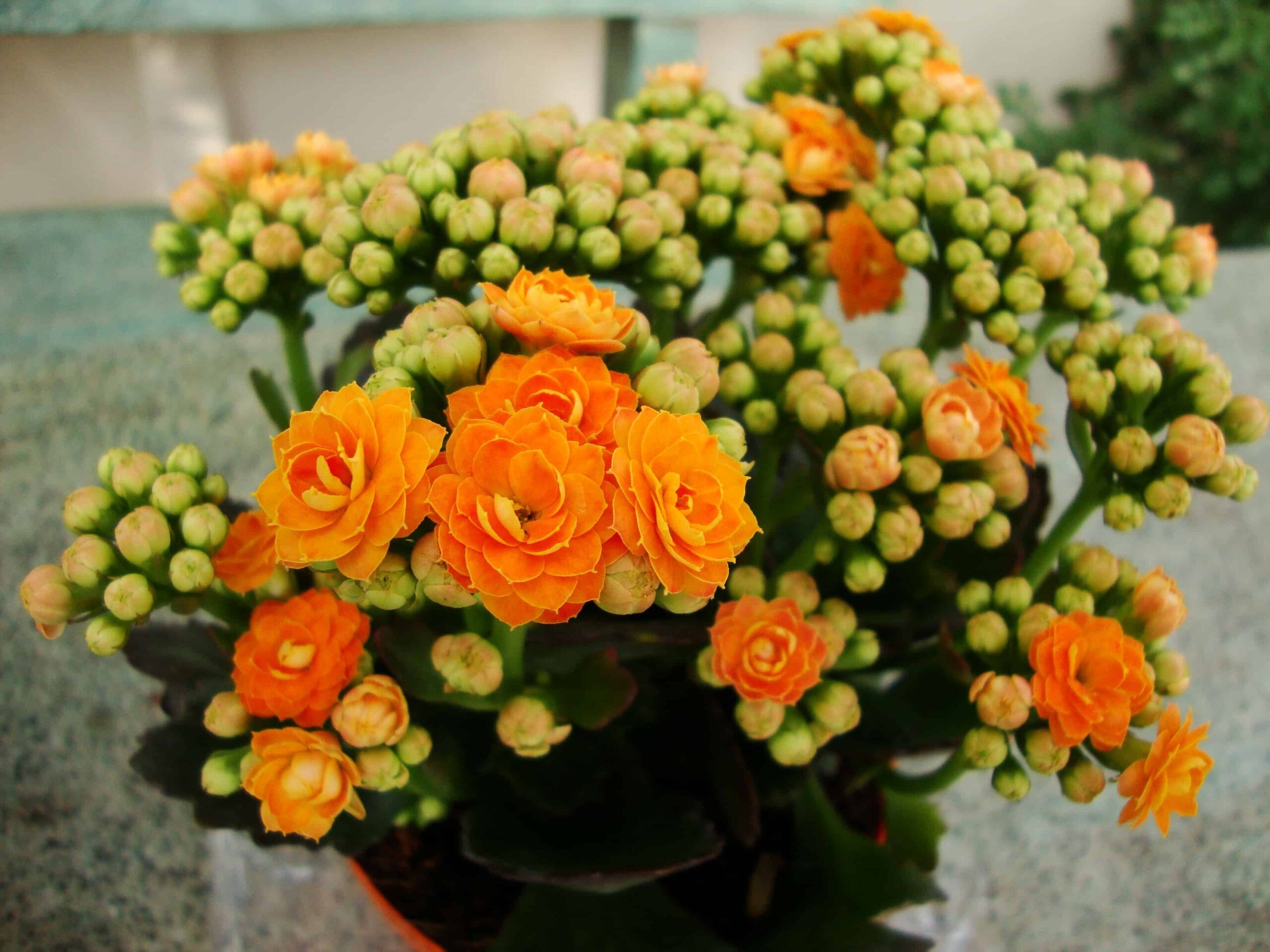 care for kalanchoe