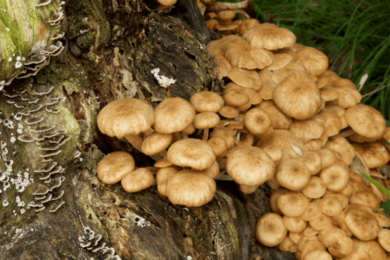 Are Mushrooms Decomposers? Benefits in Gardening + Composting