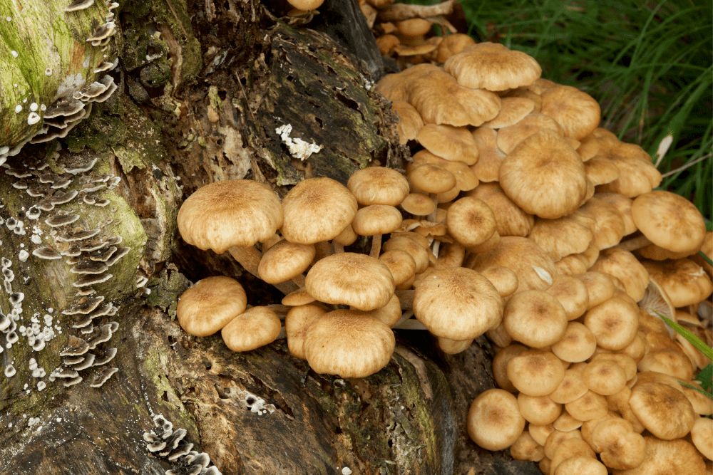 mushroom removal