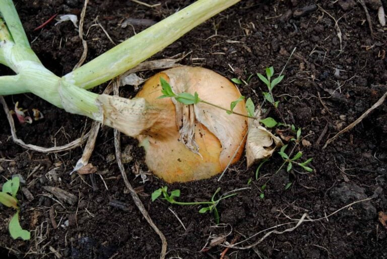 Efficient Ways of Growing Onions from Bulbs