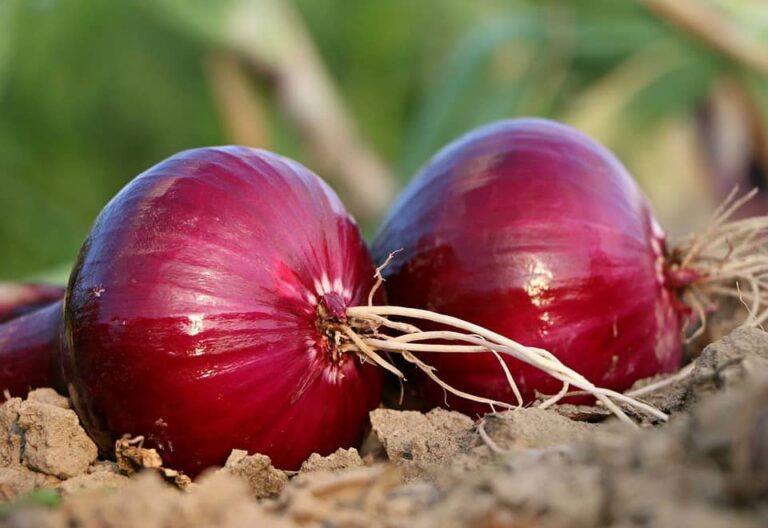 Our Picks for the Best Fertilizer for Onions