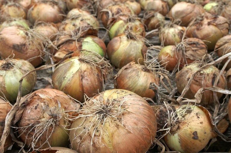 Learn the Proper Ways of Harvesting Onions