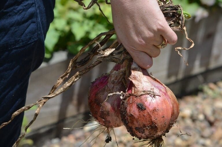 Buying the Best Soil for Onions