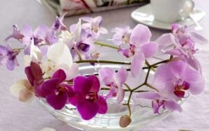 orchid in water pot