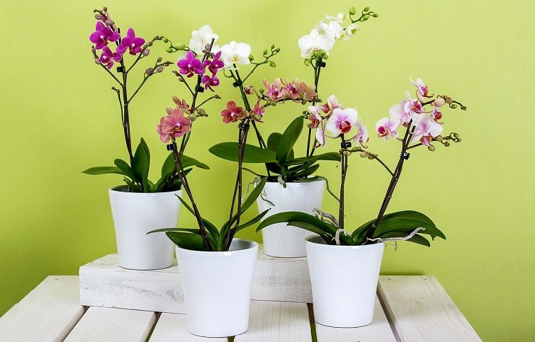 orchid in pots