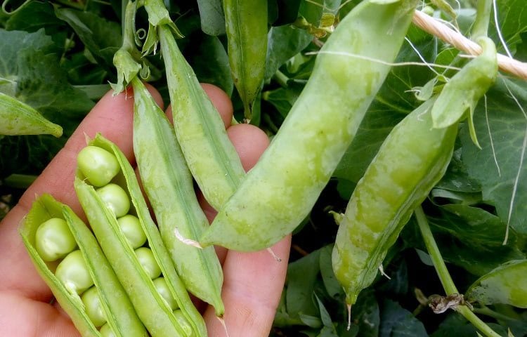 how much peas can one plant produce