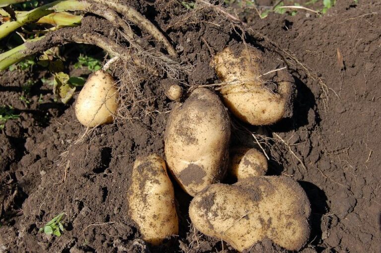 Tracking Down the Best Soil for Potatoes