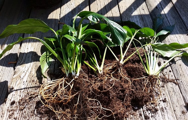 How To Propagate Peace Lilies In Under 10 Minutes