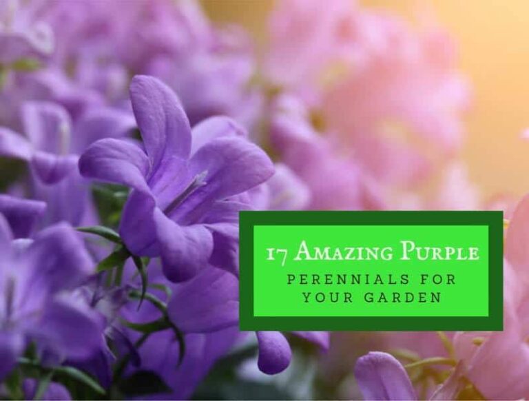 17 Amazing Purple Perennials For Your Garden