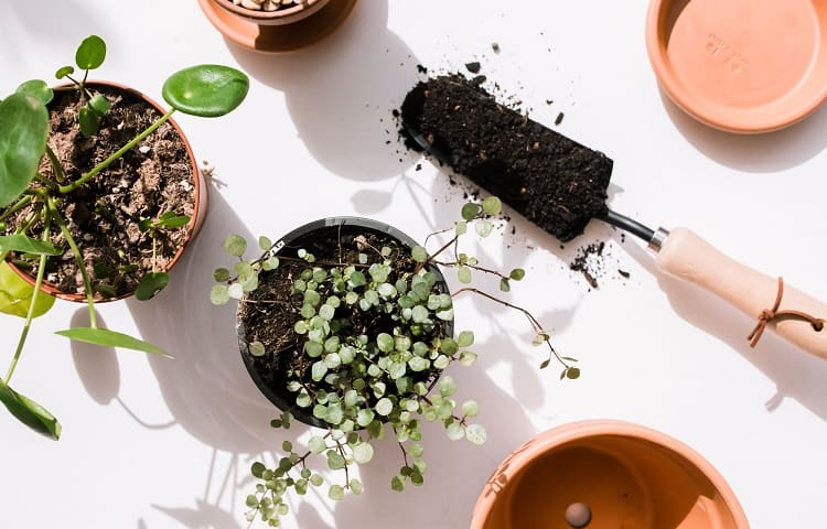 how to repot pilea