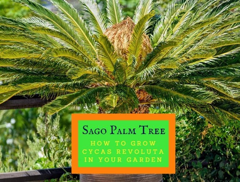 Sago Palm Tree – How To Grow Cycas Revoluta In Your Garden