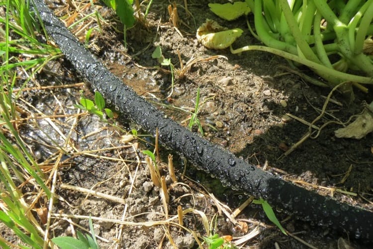 Which Is Better: Drip Irrigation or Soaker Hose?