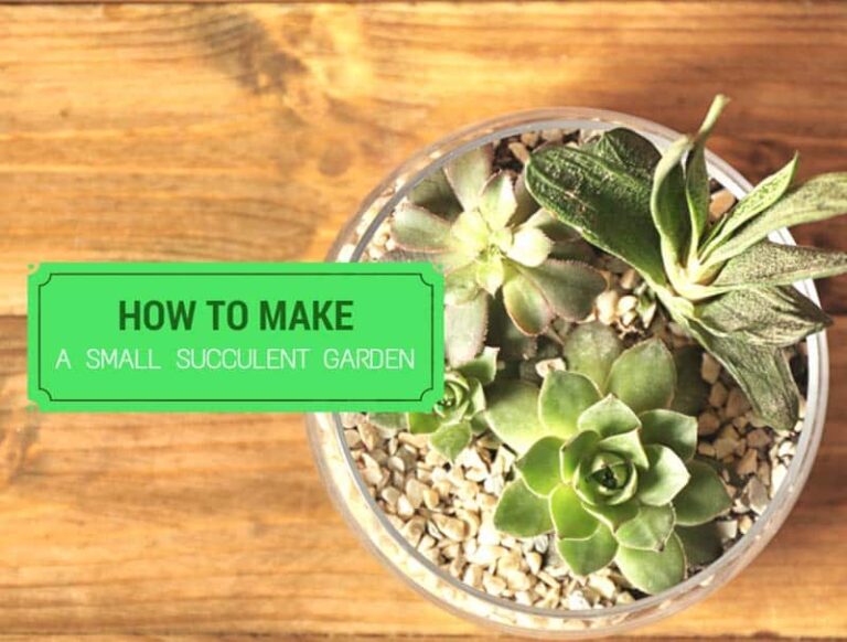 How To Make A Small Succulent Garden