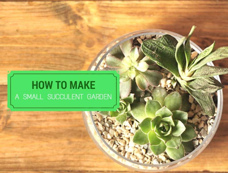 How To Make A Small Succulent Garden | Properly Rooted