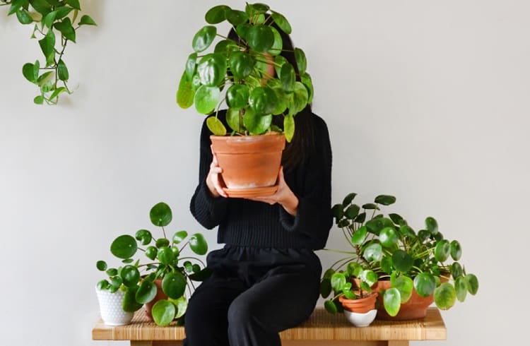 How do you take care of a Pilea plant