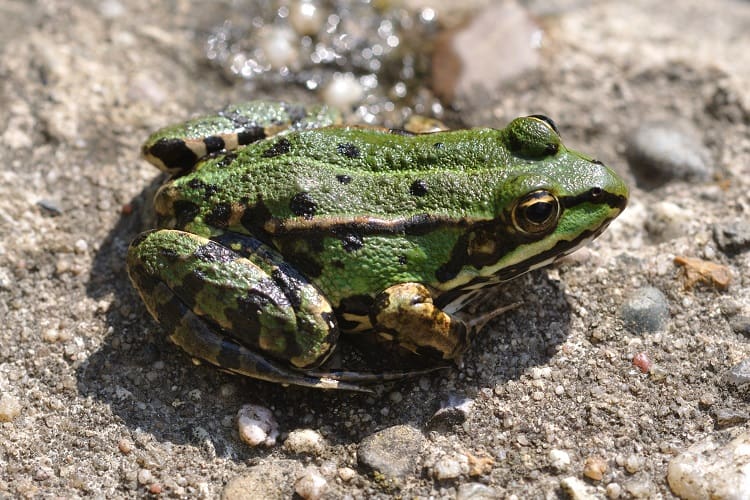Frog Control: How To Get Rid Of Frogs