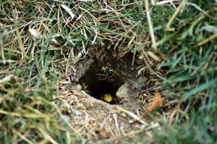 How to Spot An Underground Nest