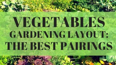 vegetable gardening layout best pairings