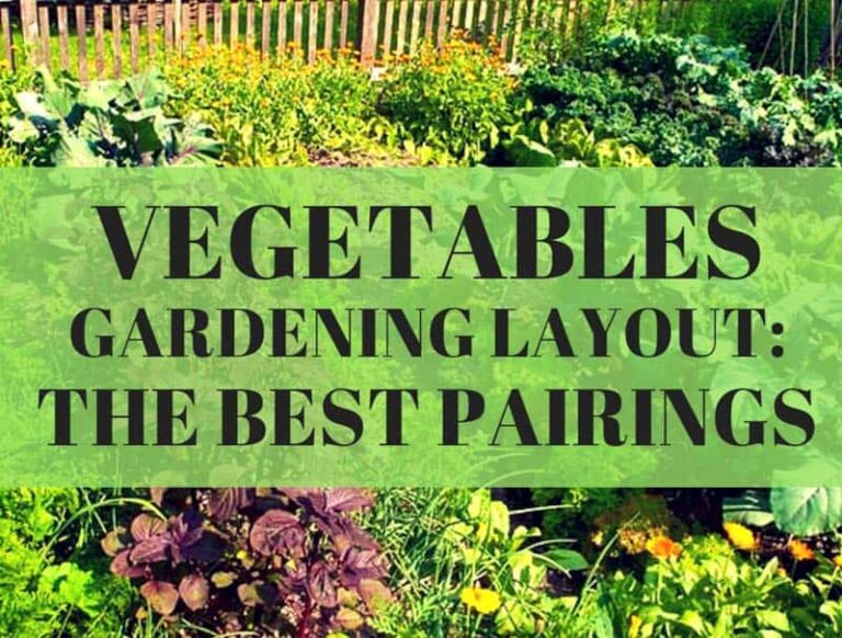 Vegetable Gardening Layout: The Best Pairings