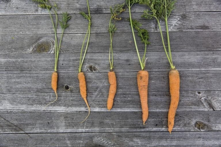 Harvesting Carrots in Your Garden