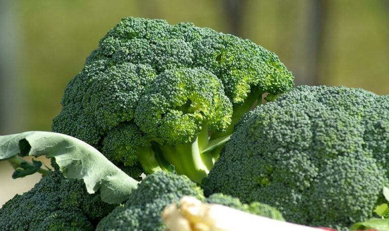 Taking Advantage of Broccoli Season