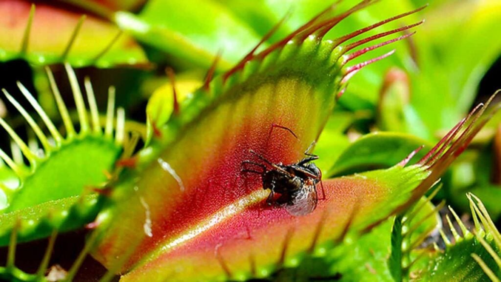 how to care for venus fly trap