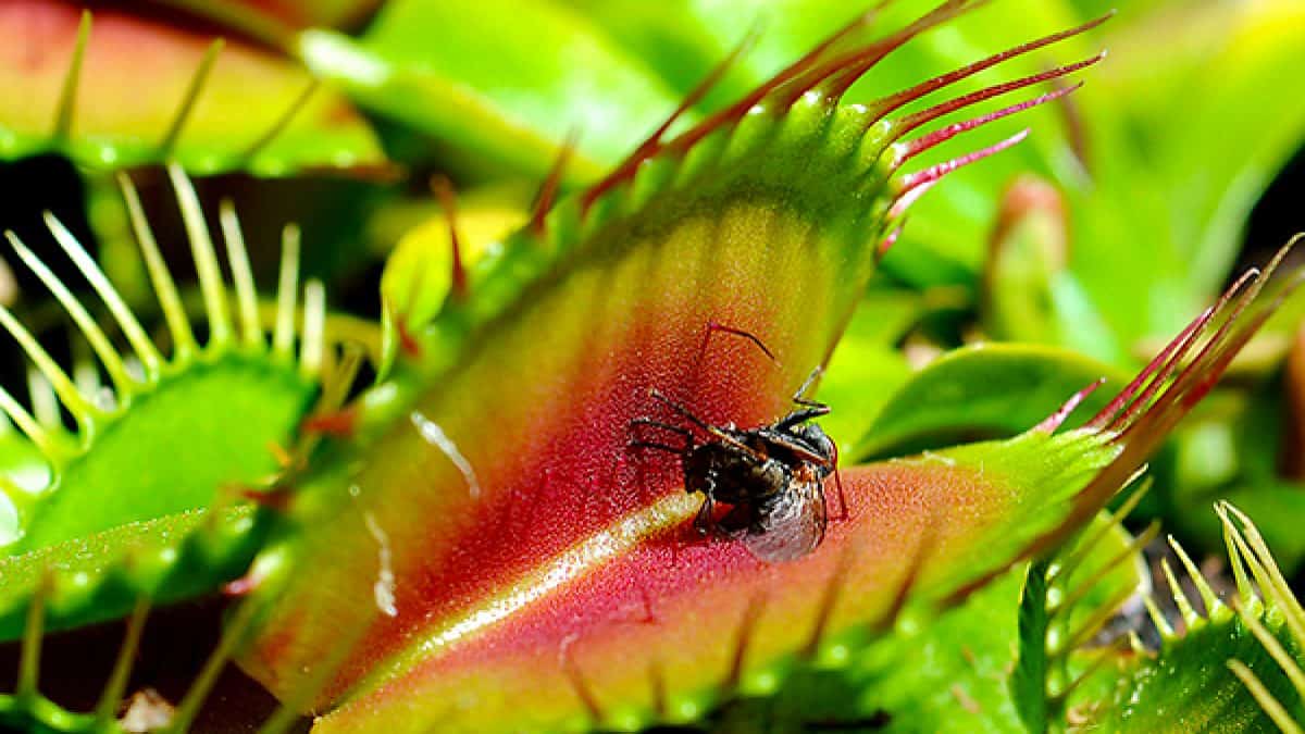 How to Care for Venus Fly Trap Properly Rooted