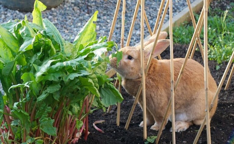 Best Rabbit Repellent: Get Rid Of Rabbits In A Matter Of Minutes