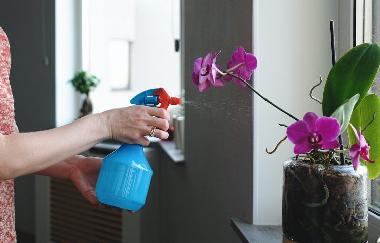 spraying orchid flower
