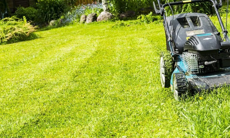 Is It Bad to Mow Wet Grass?